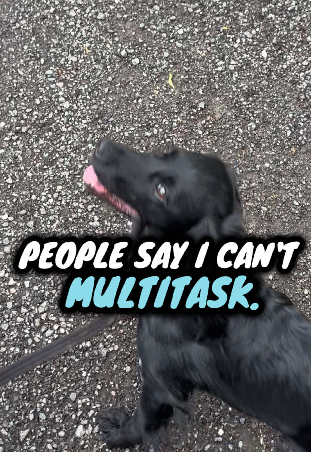 @A Dragon, a Lab & 2 Spaniels