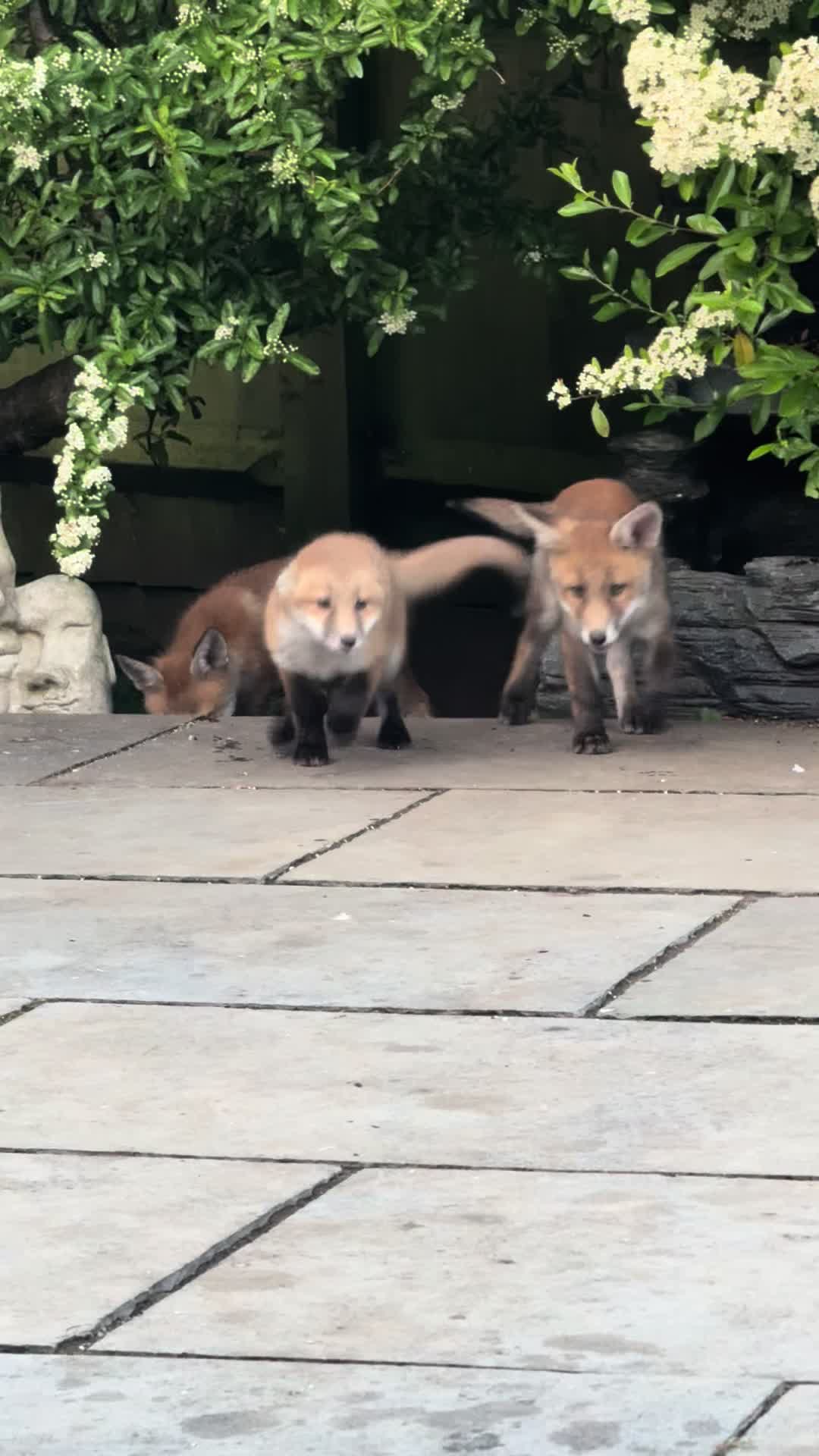 @gp_wildlife