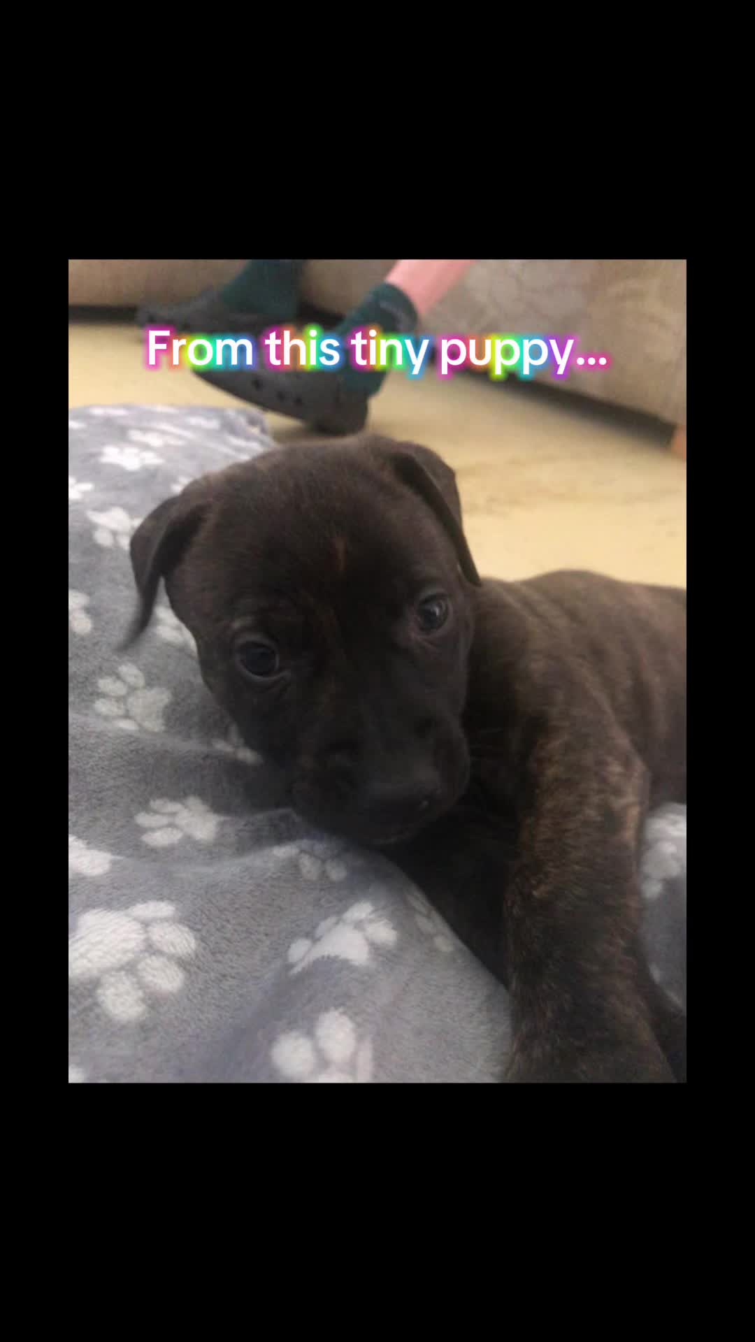 @TheCatandDogTeam