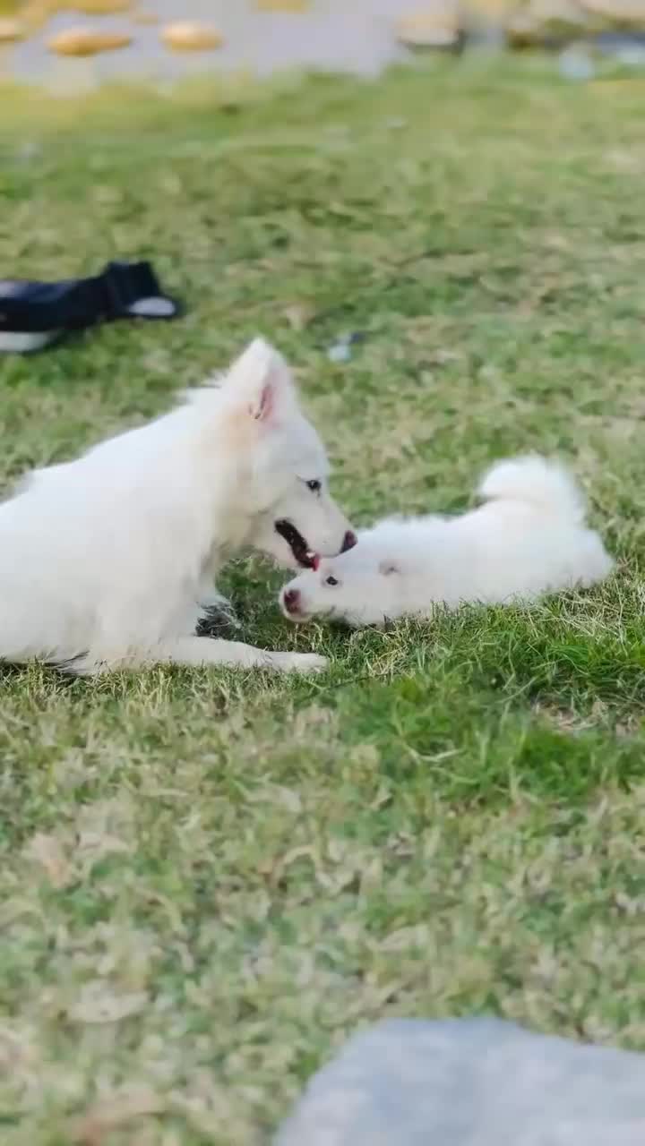 @PETS LOVER 🐕