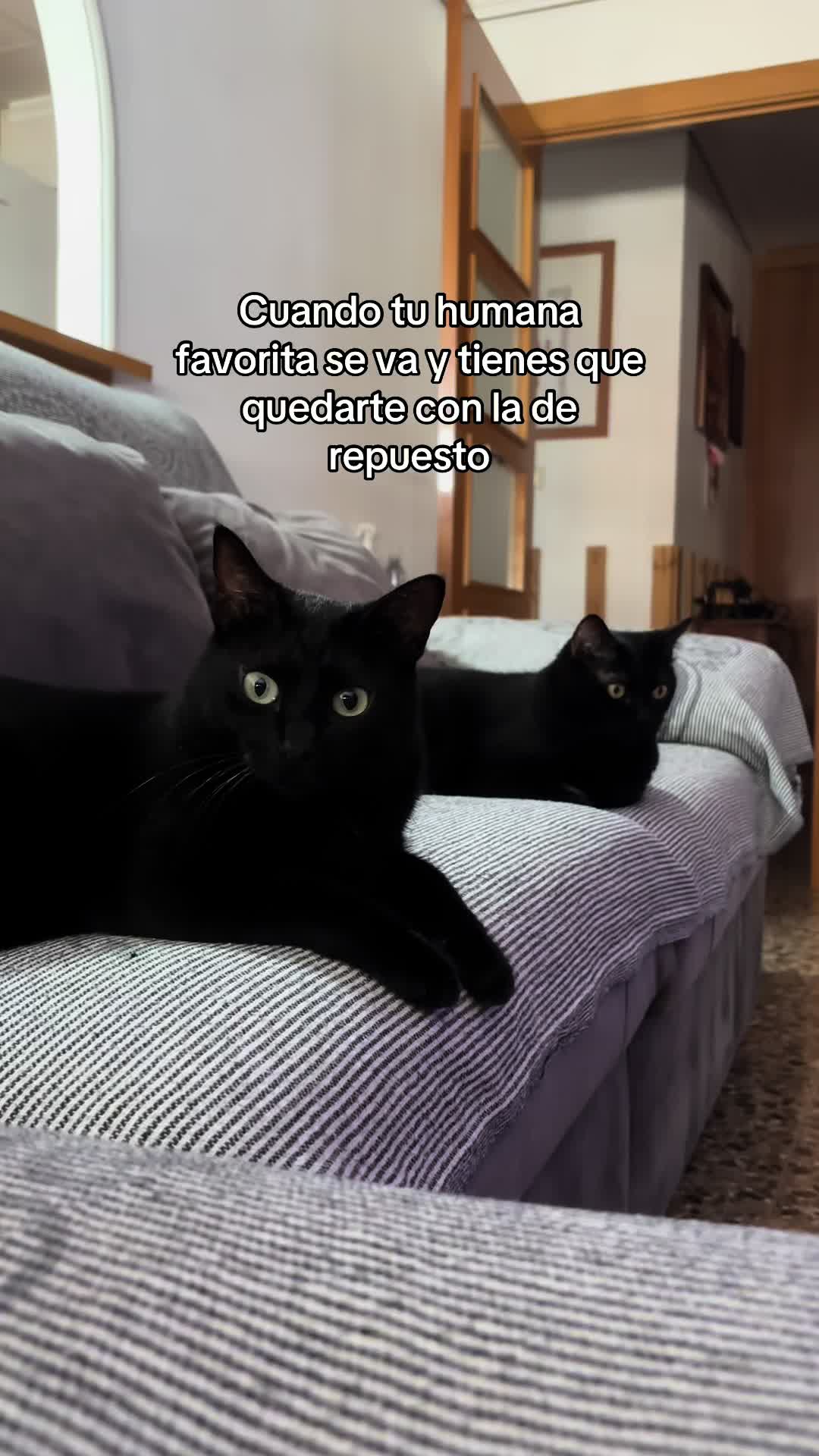 @BlackCatsMatter