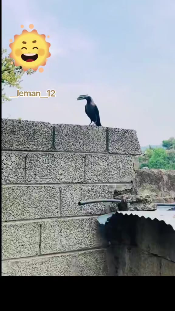 @__Leman__12