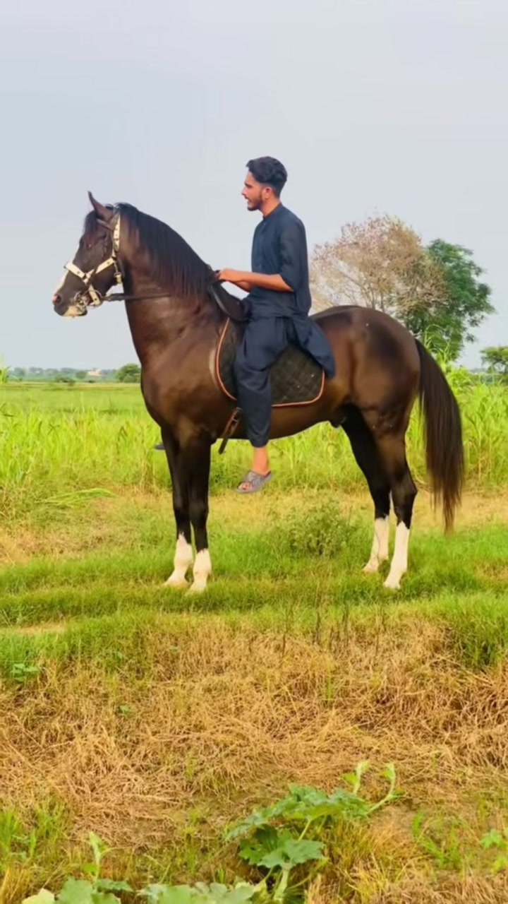 @Ch Hammad bokan &hearts;️🐎