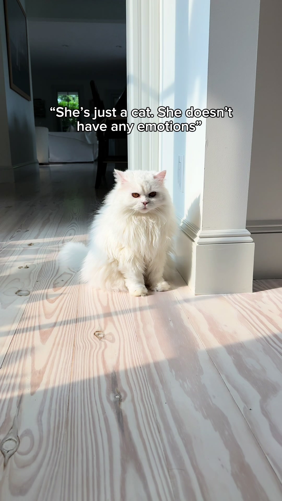 @Cleo the City Kitty