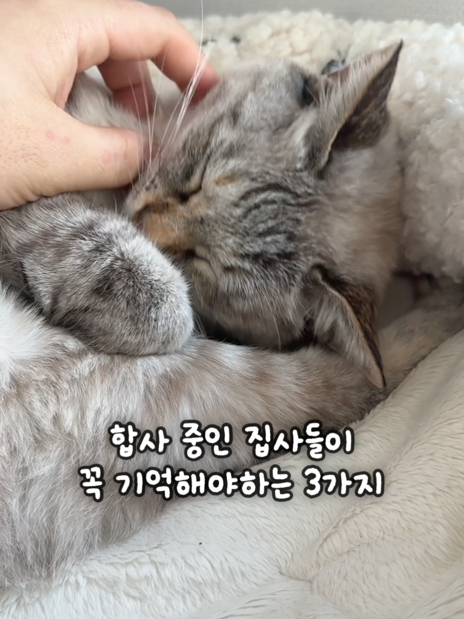 @투머치냥즈