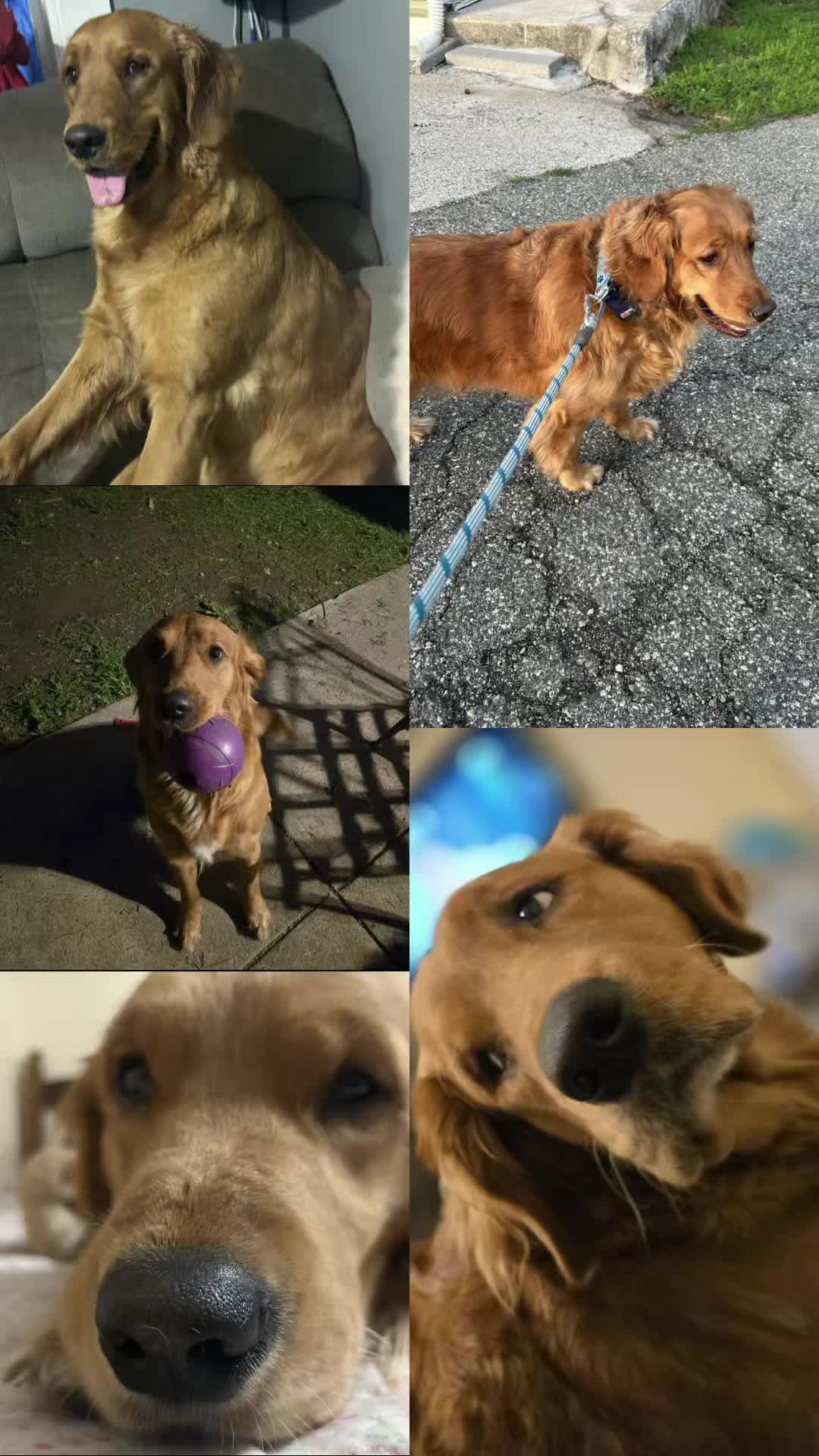 @Los golden Retriever