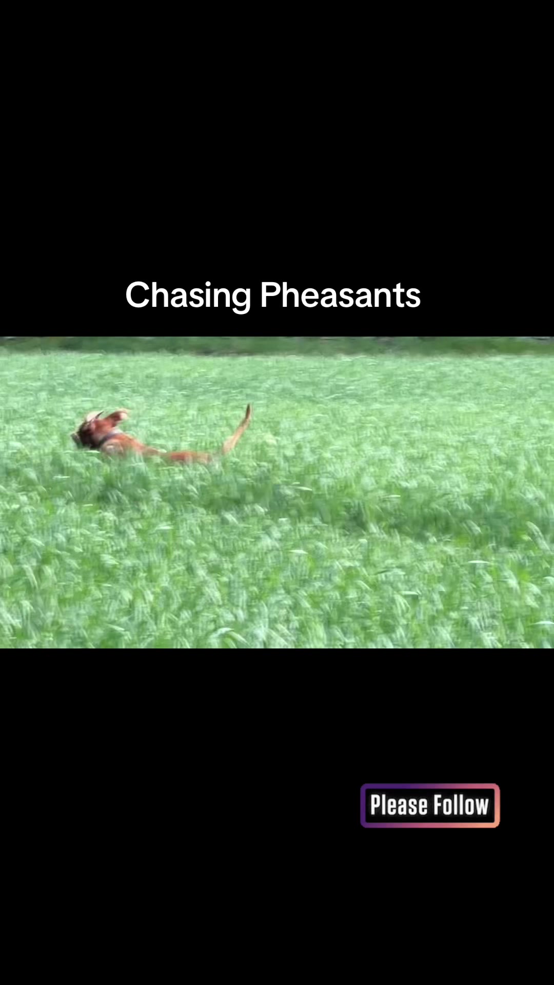 @Ripley