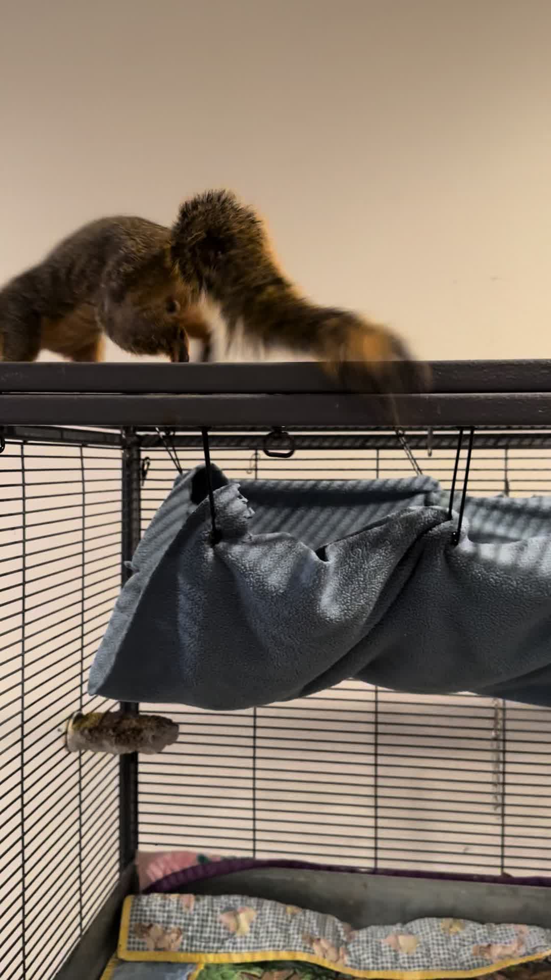 @Squirrel Guy