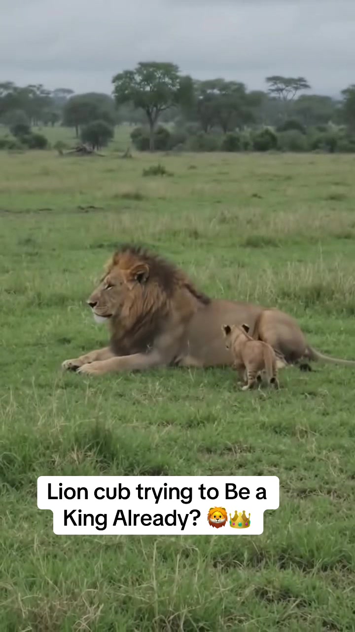 @KJ@LoveAnimalsEpicNature