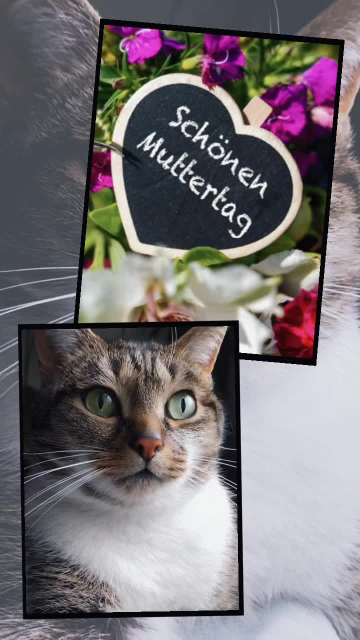 @Scotty🐱🐾🐱🐾 🐱🐾🐱🐾🐱🐾