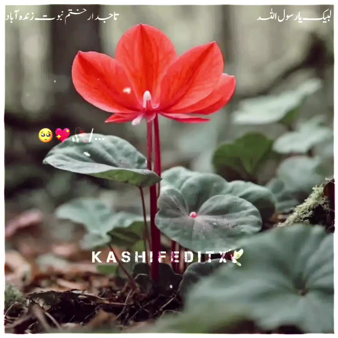 @Ali Shan