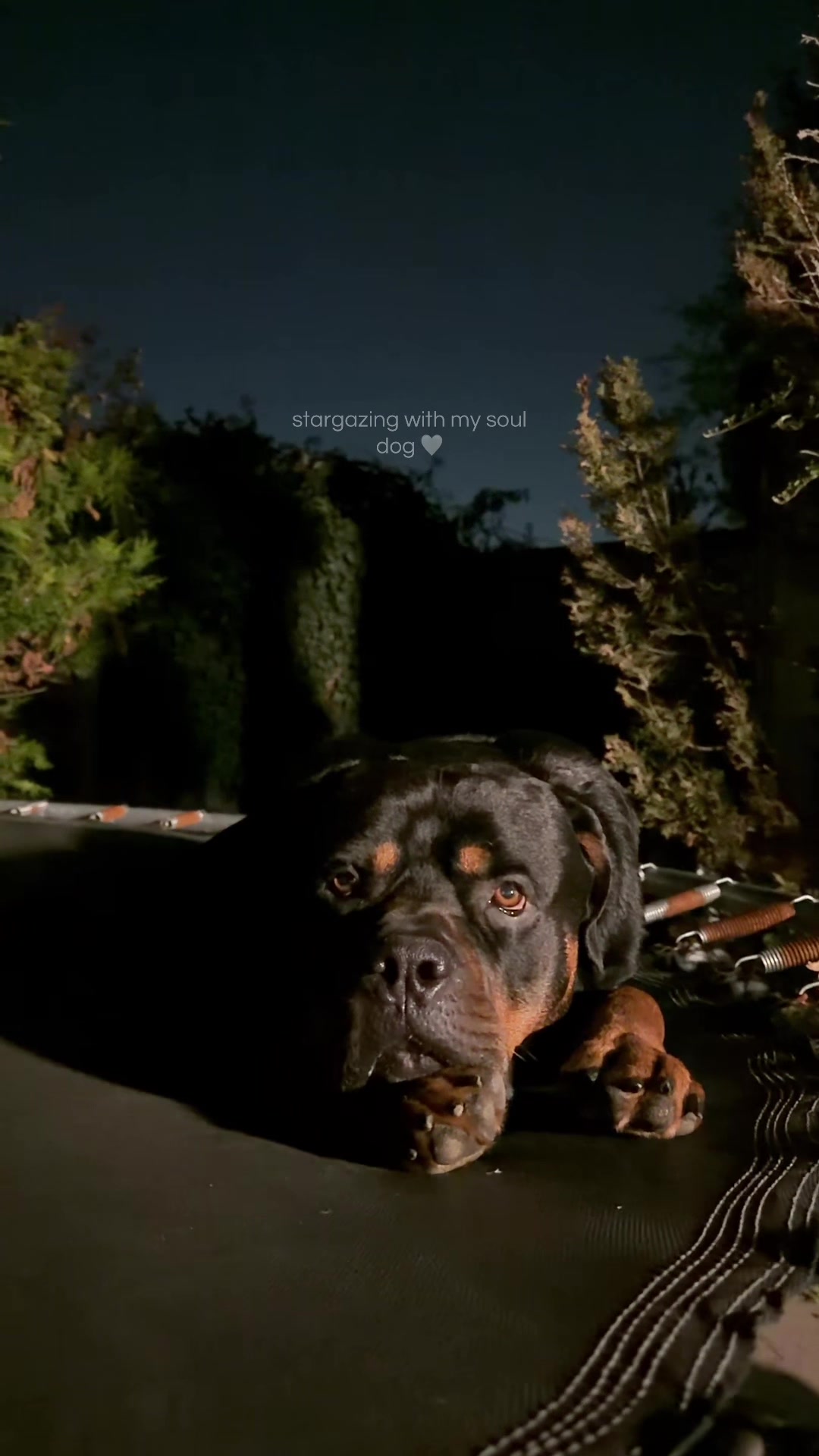 @Nyla Bo Rottweiler