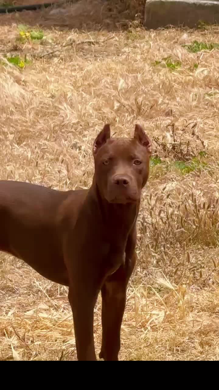 @RedForcePitbull