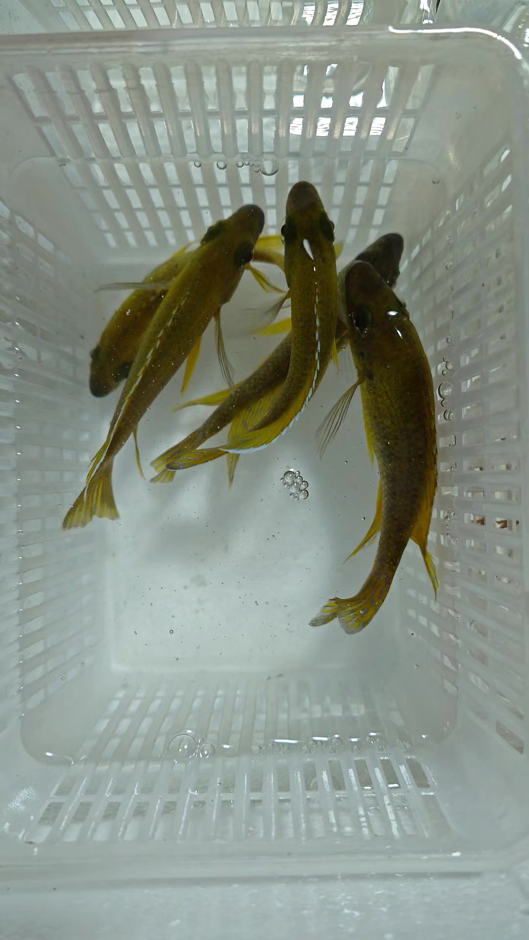 @Long life pet fish co. Ltd