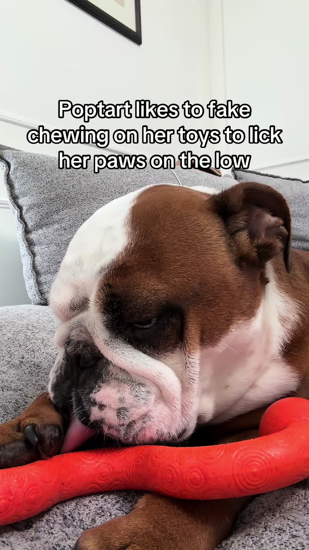 @Poptart The Bulldog