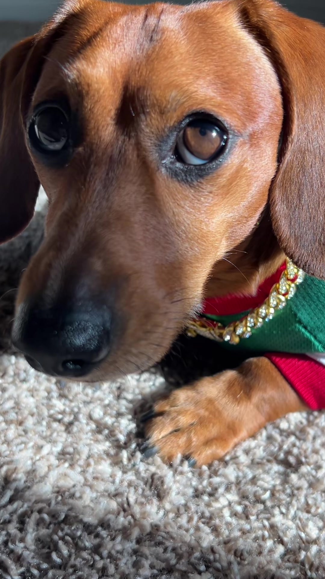 @Slinky Severus-Doo