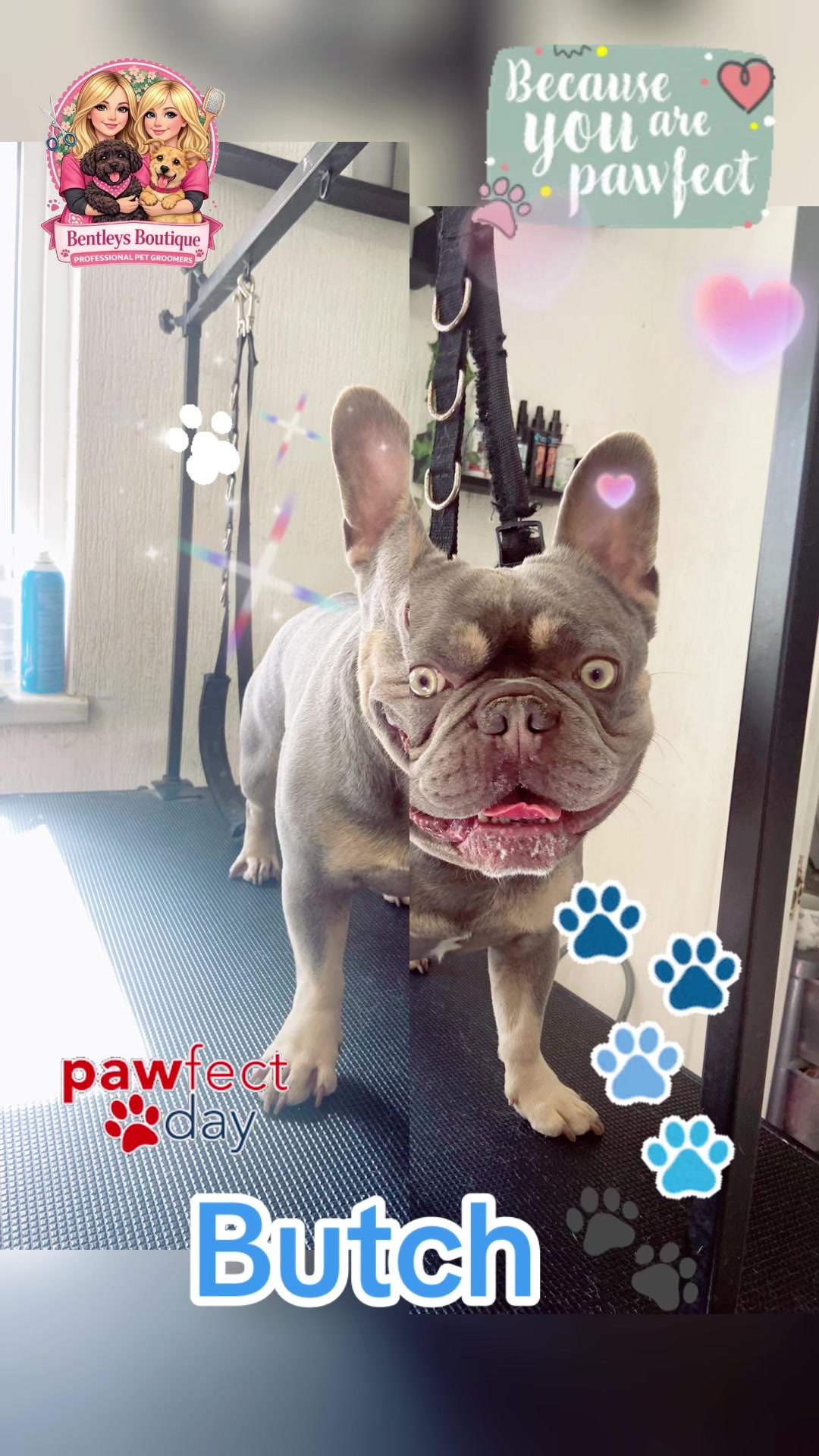 @Bentleys Boutique Pet Groomers