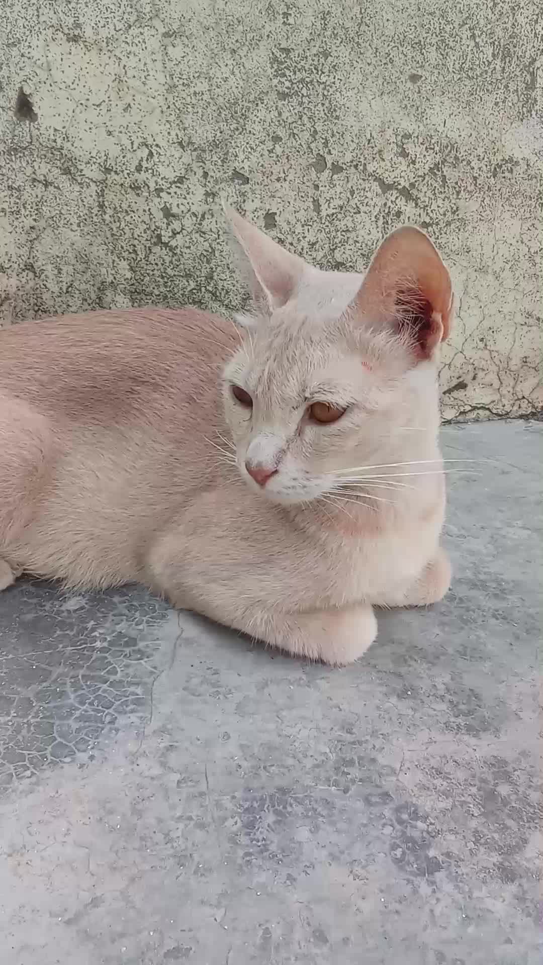 @cutecatlover8172