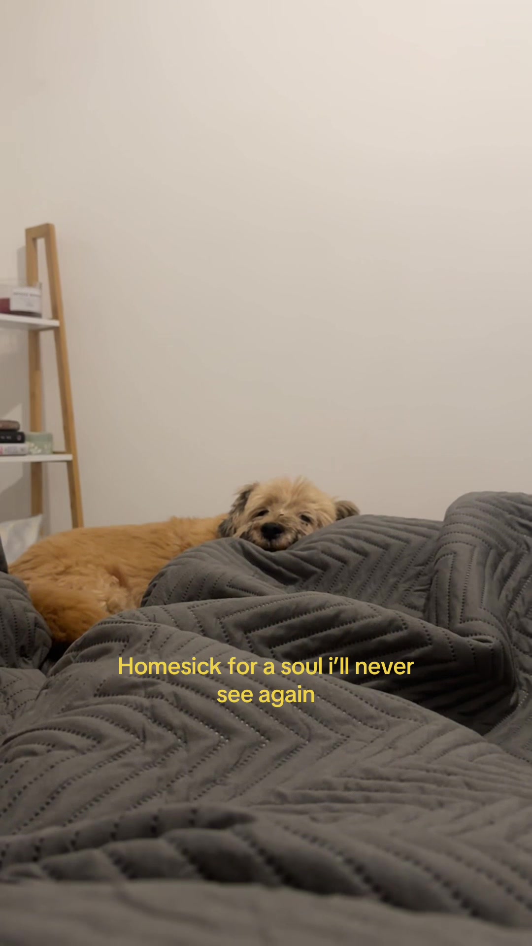 @Nicash🧸