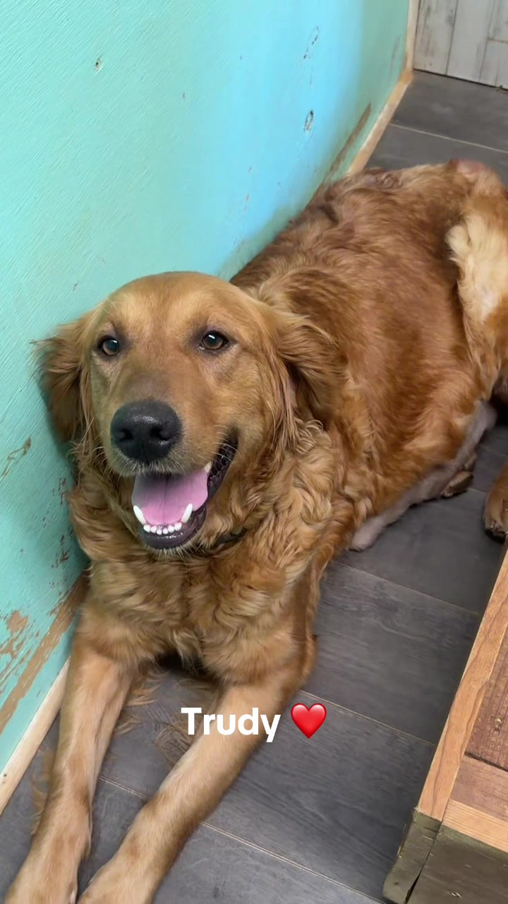 @RhondasRetrievers