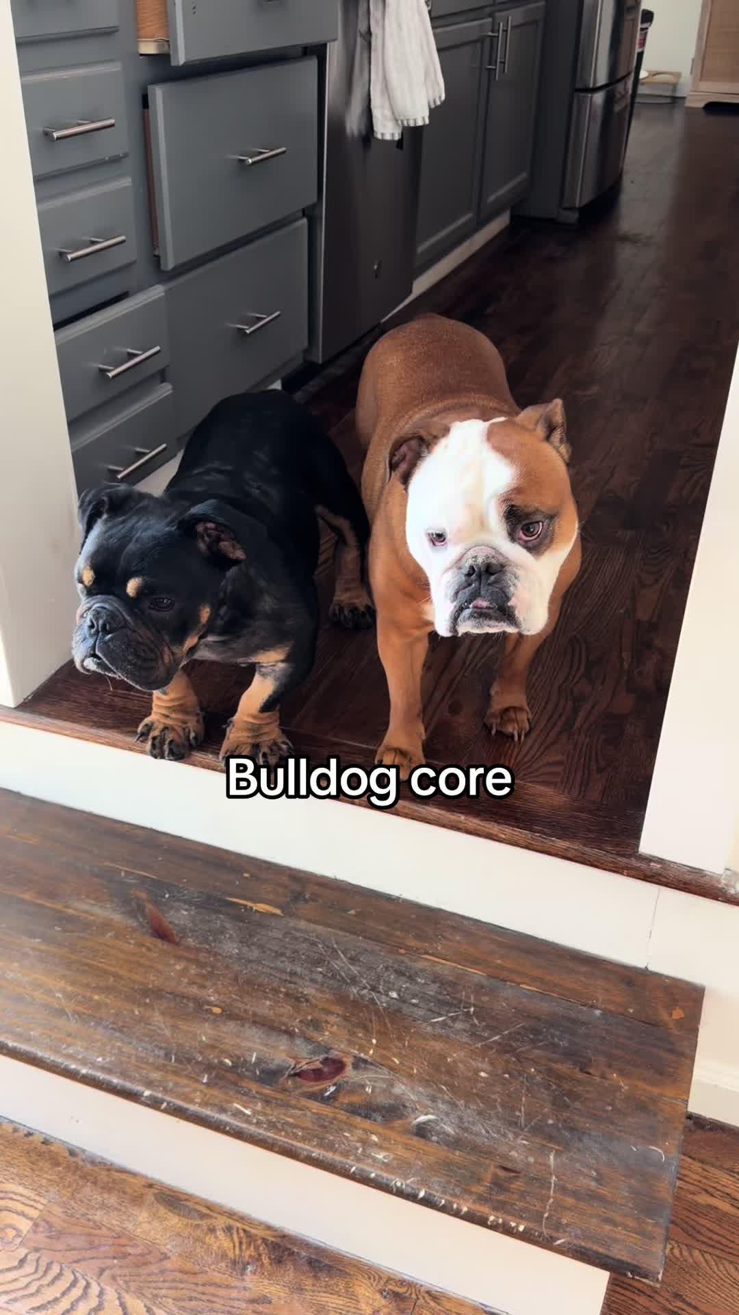 @Poptart The Bulldog