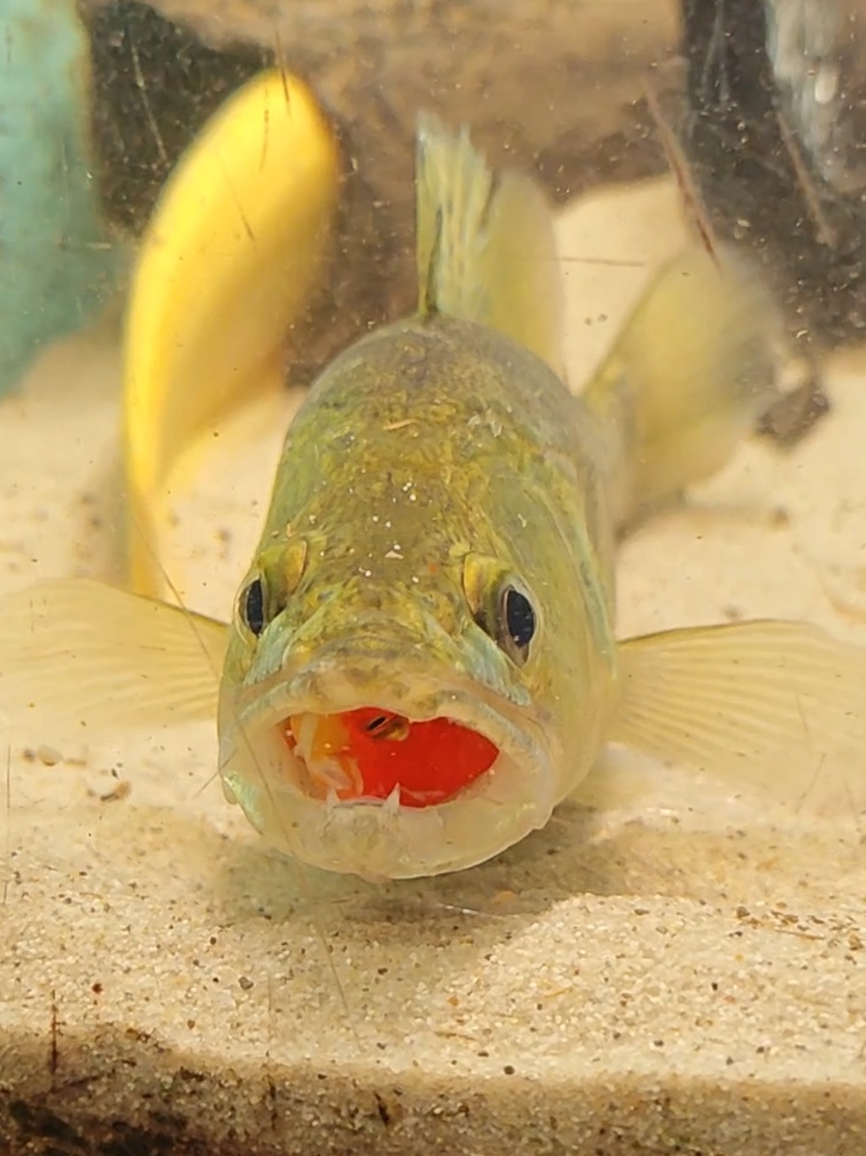 @predatoryfishtank