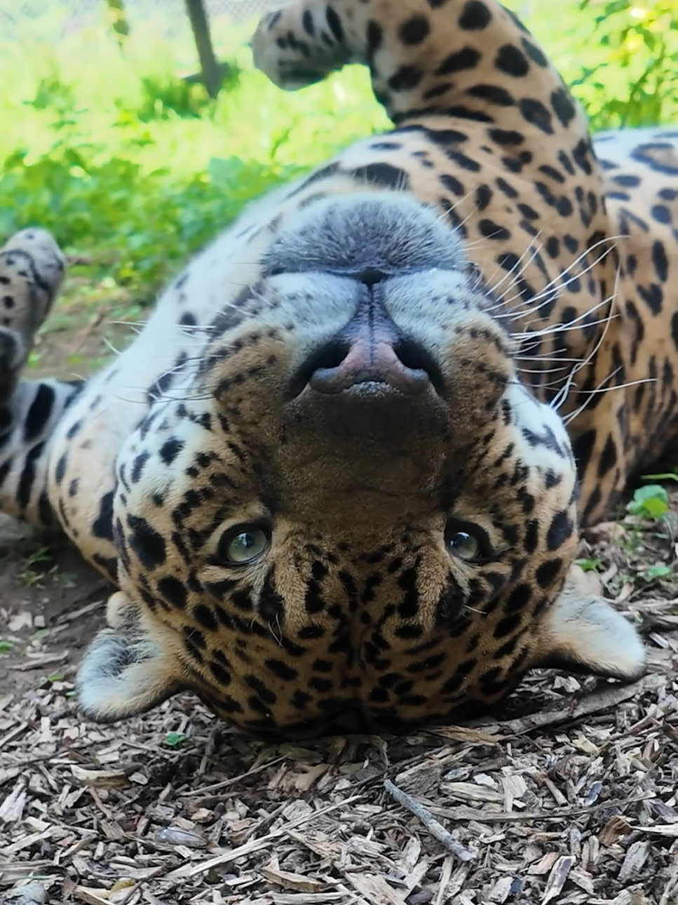 @Dartmoor Zoological Society