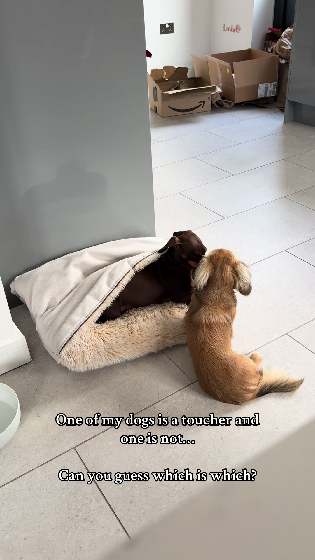 @sausagedogsisters