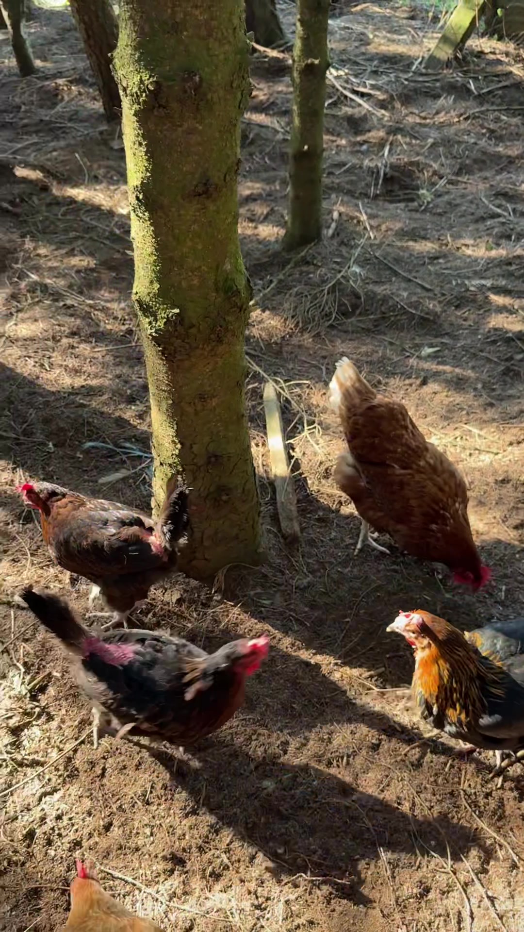 @Welsh Chicken Ranch
