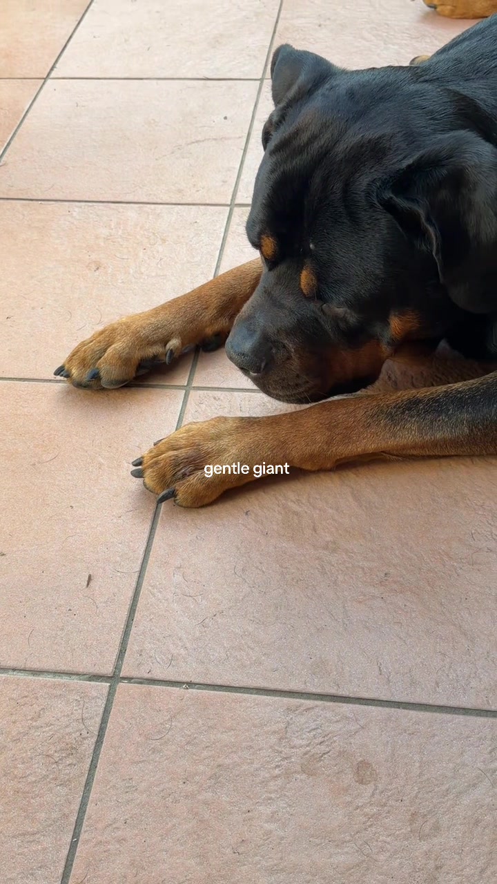 @Nyla Bo Rottweiler