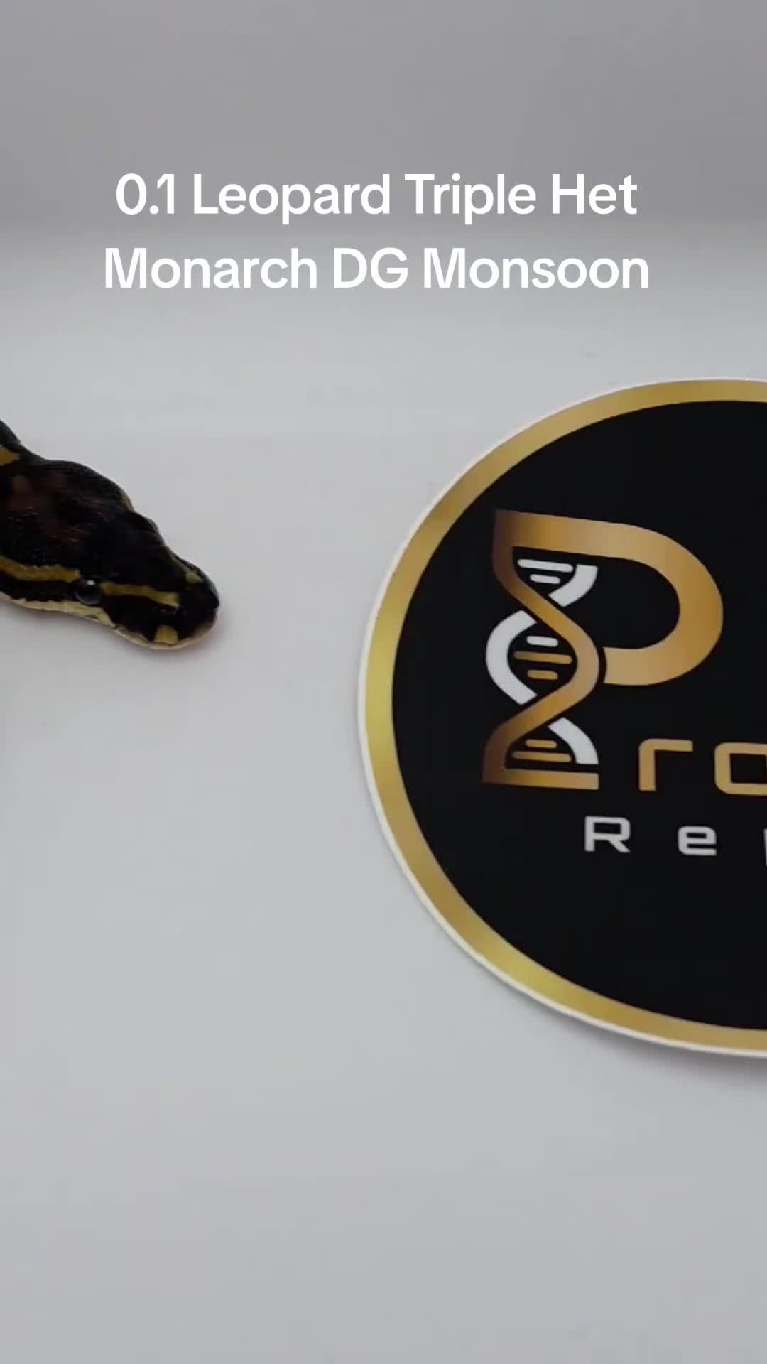 @Proxima Reptilis