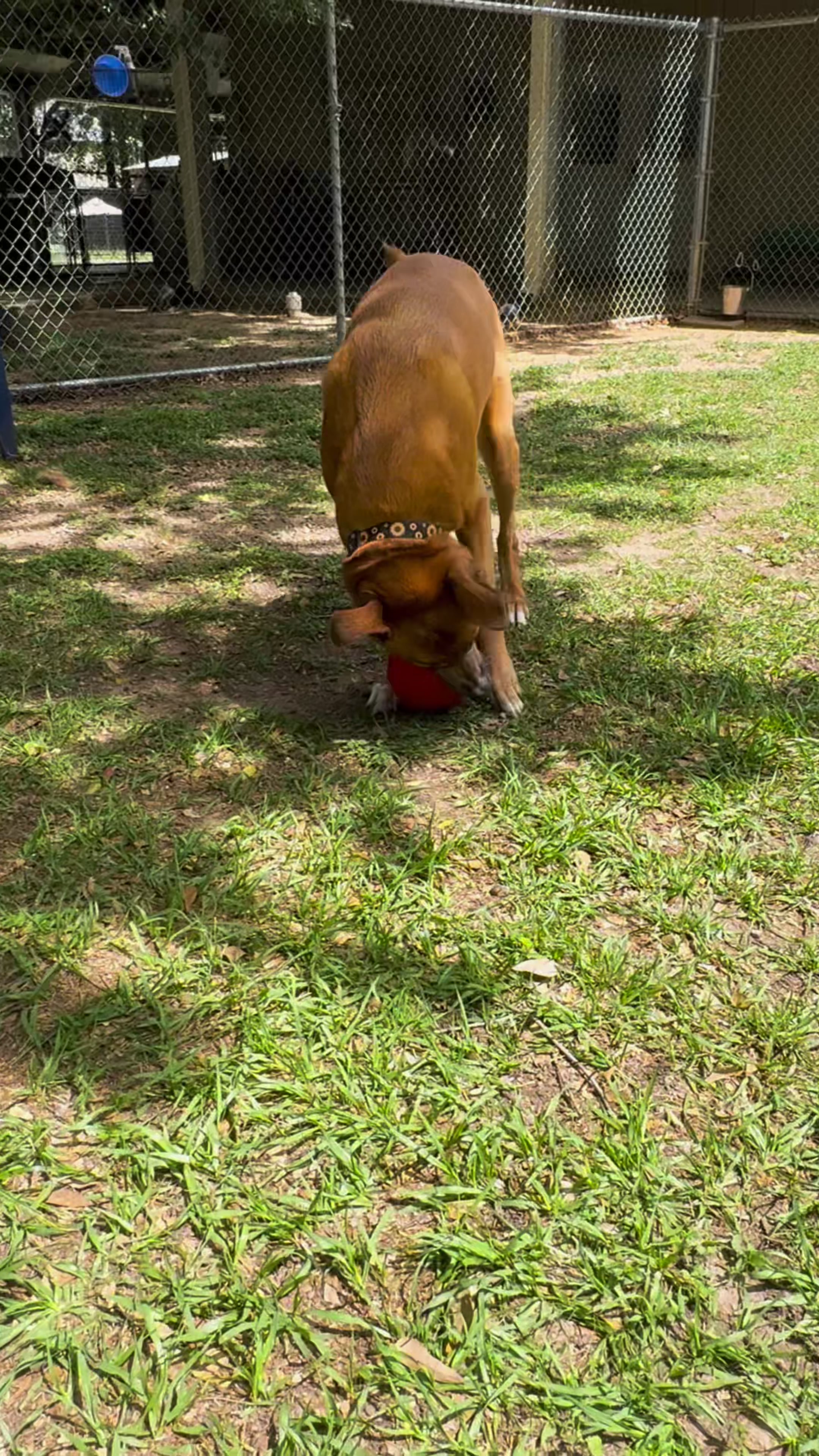 @AbandonedAnimalRescue