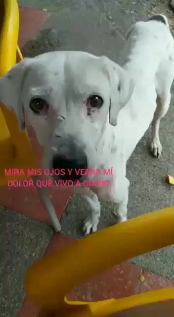 @BelitaPets