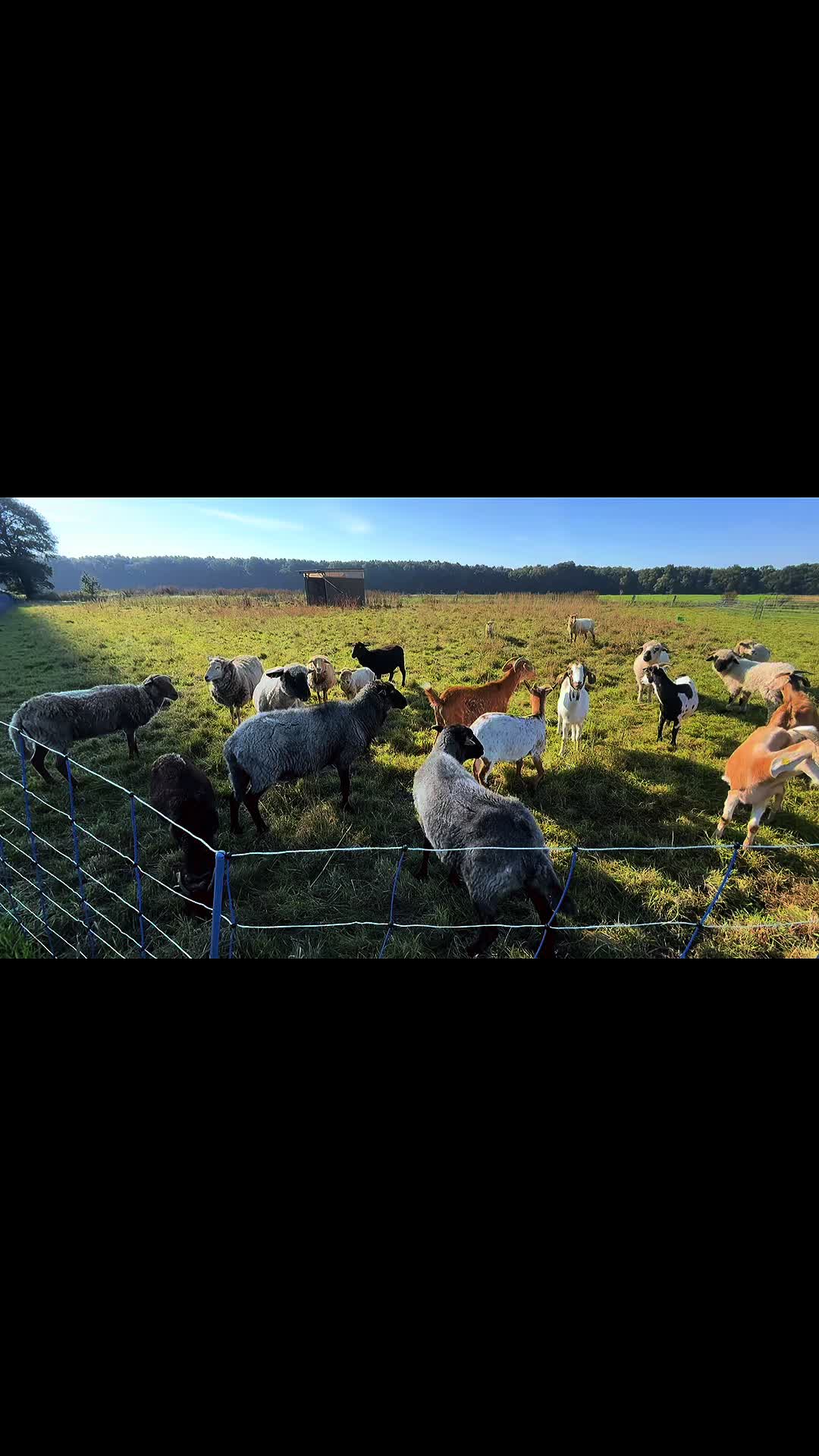 @Dat Doerpschaap