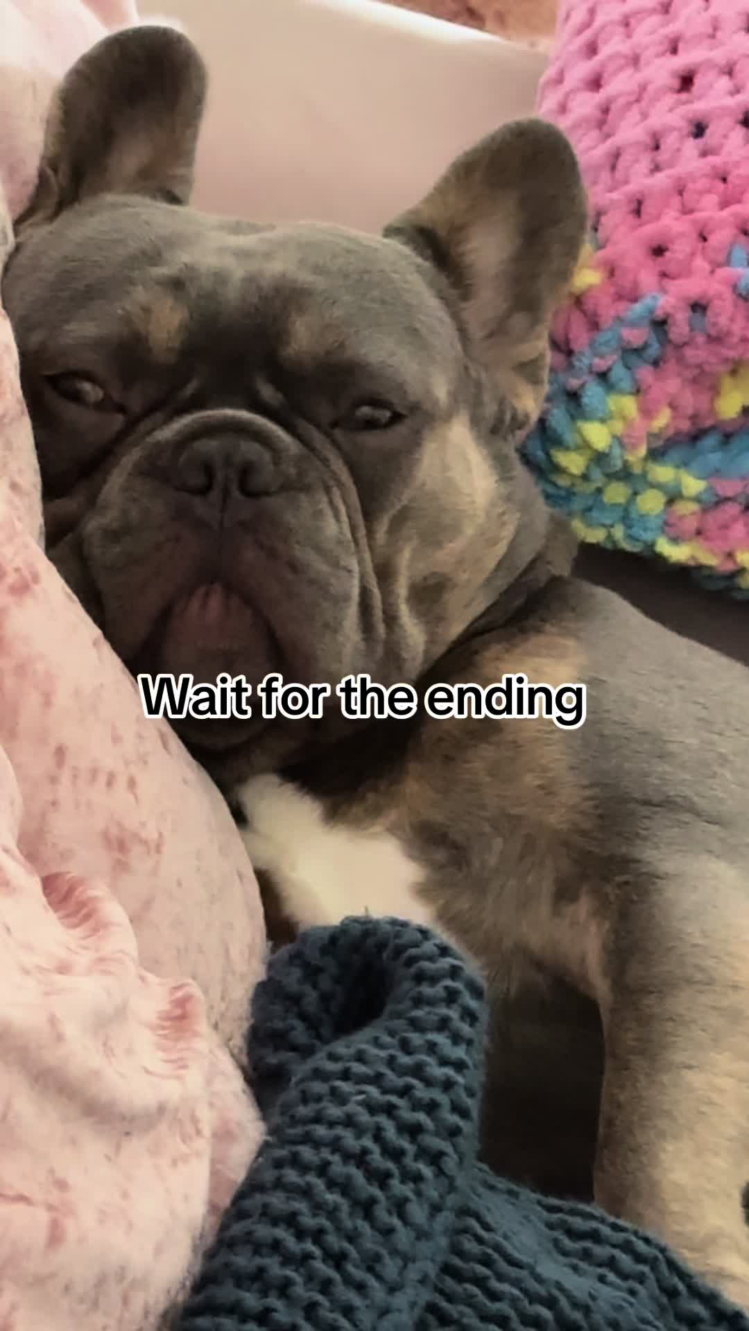 @Diablo the frenchie