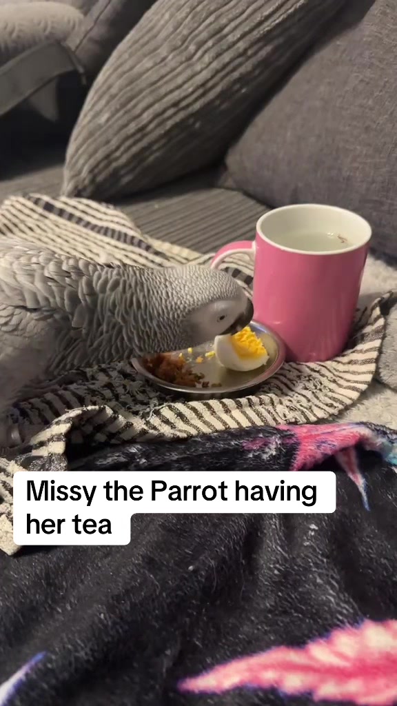 @Norman and Missy the Parrot