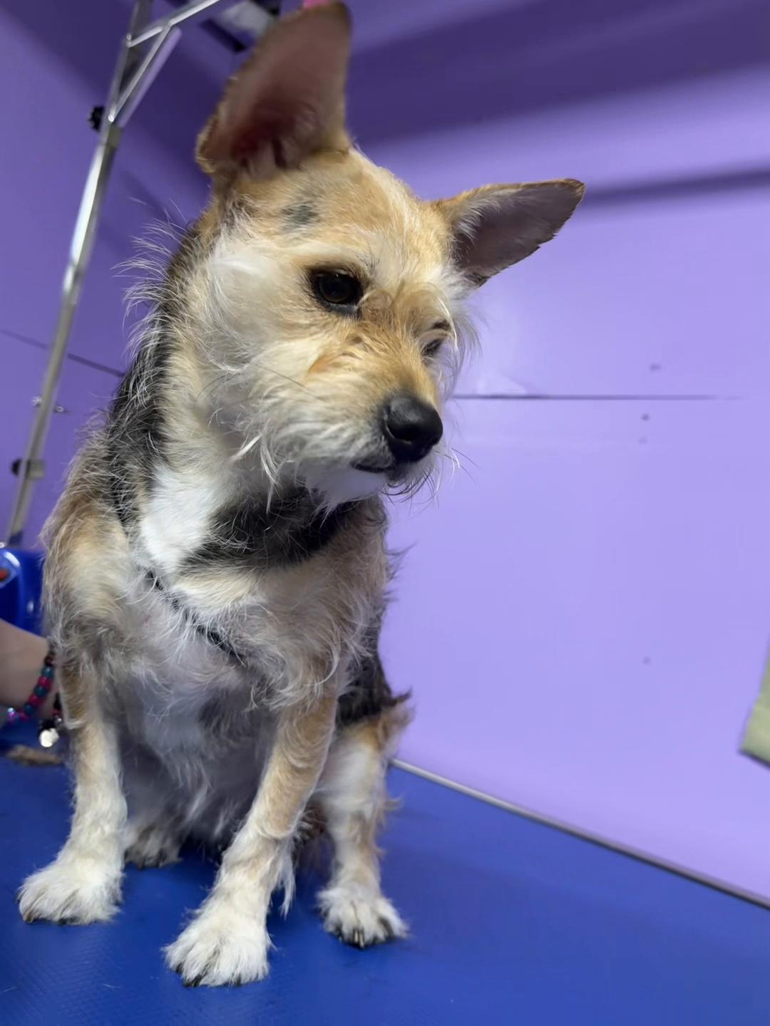 @Endless Pawibilities