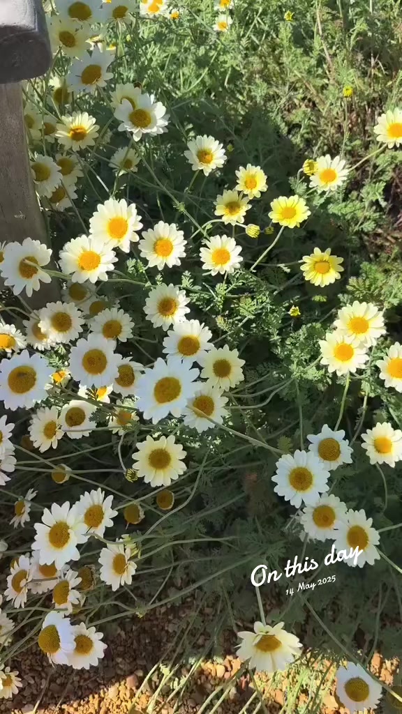@Aنum Saقib 🇬🇧🇵🇰