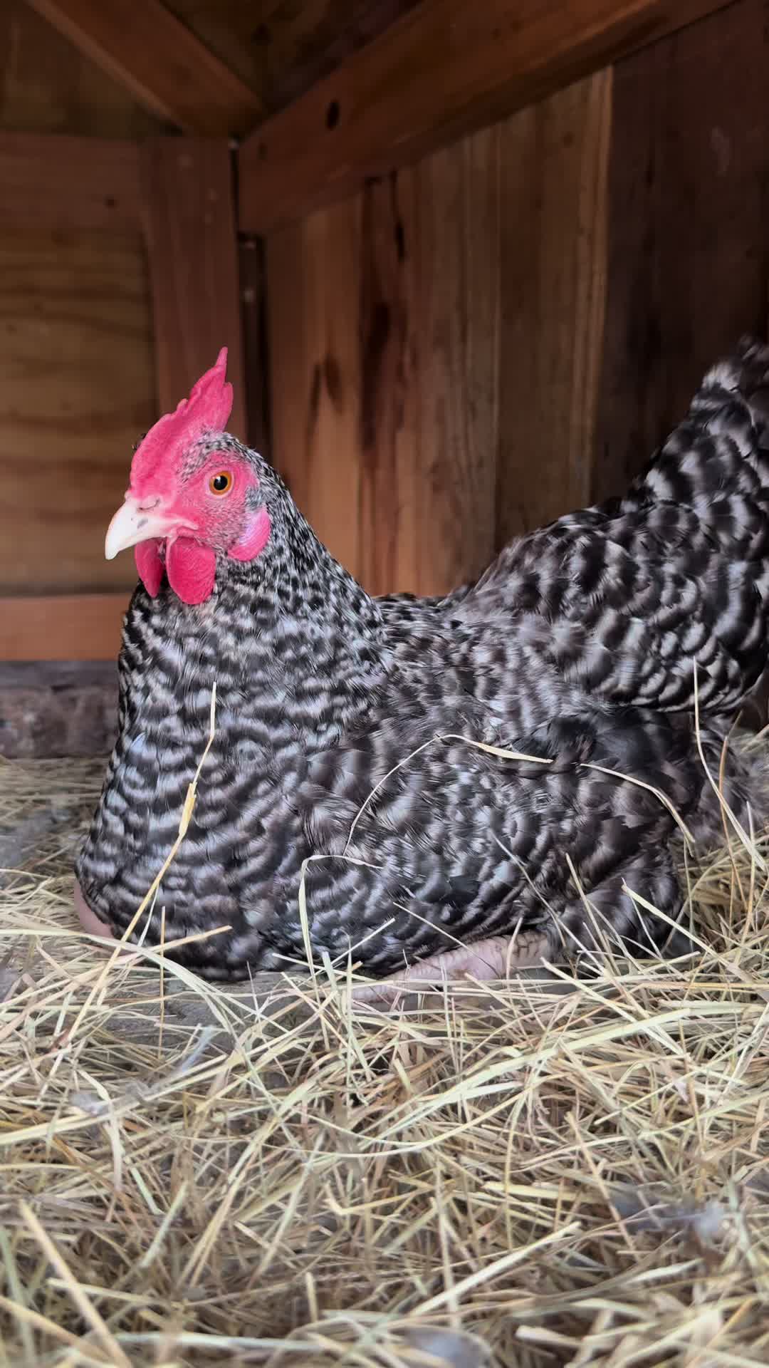 @mylovelychicken