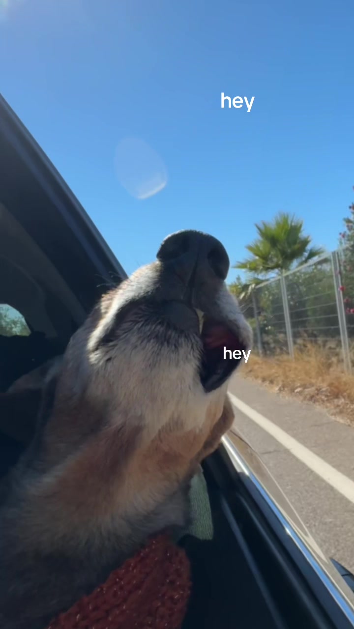 @Lucas The Dog