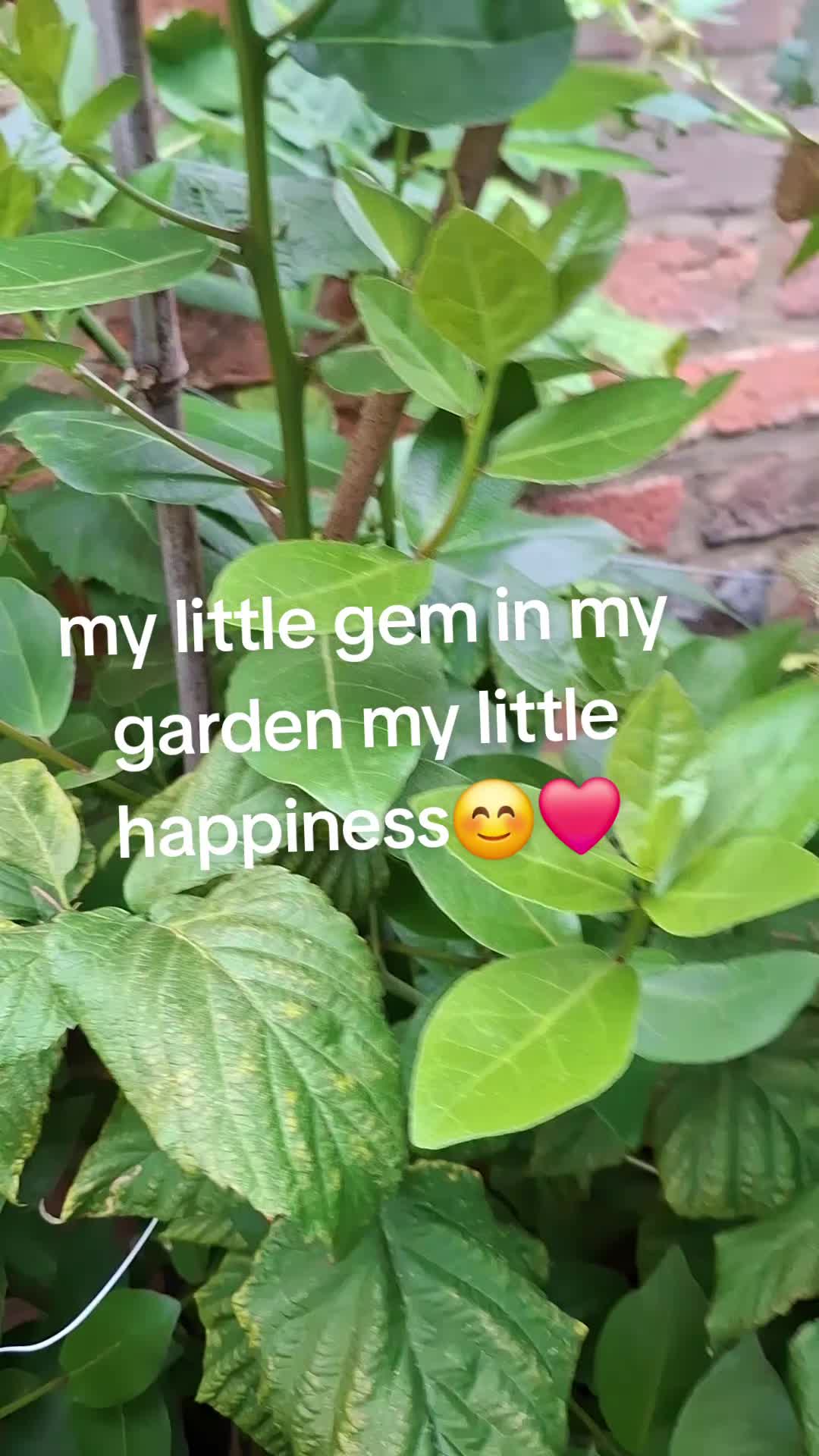 @lolagrams_05
