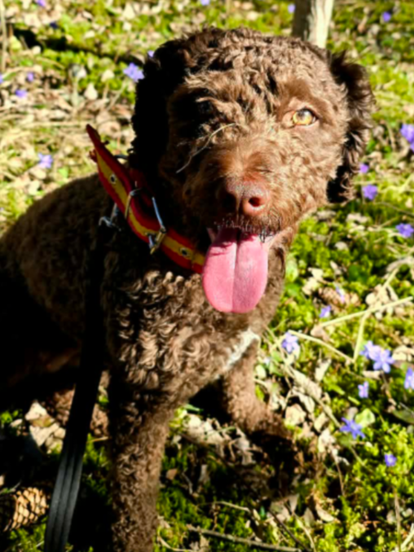 @🐾✨️mhdogs✨️🐾🇸🇪