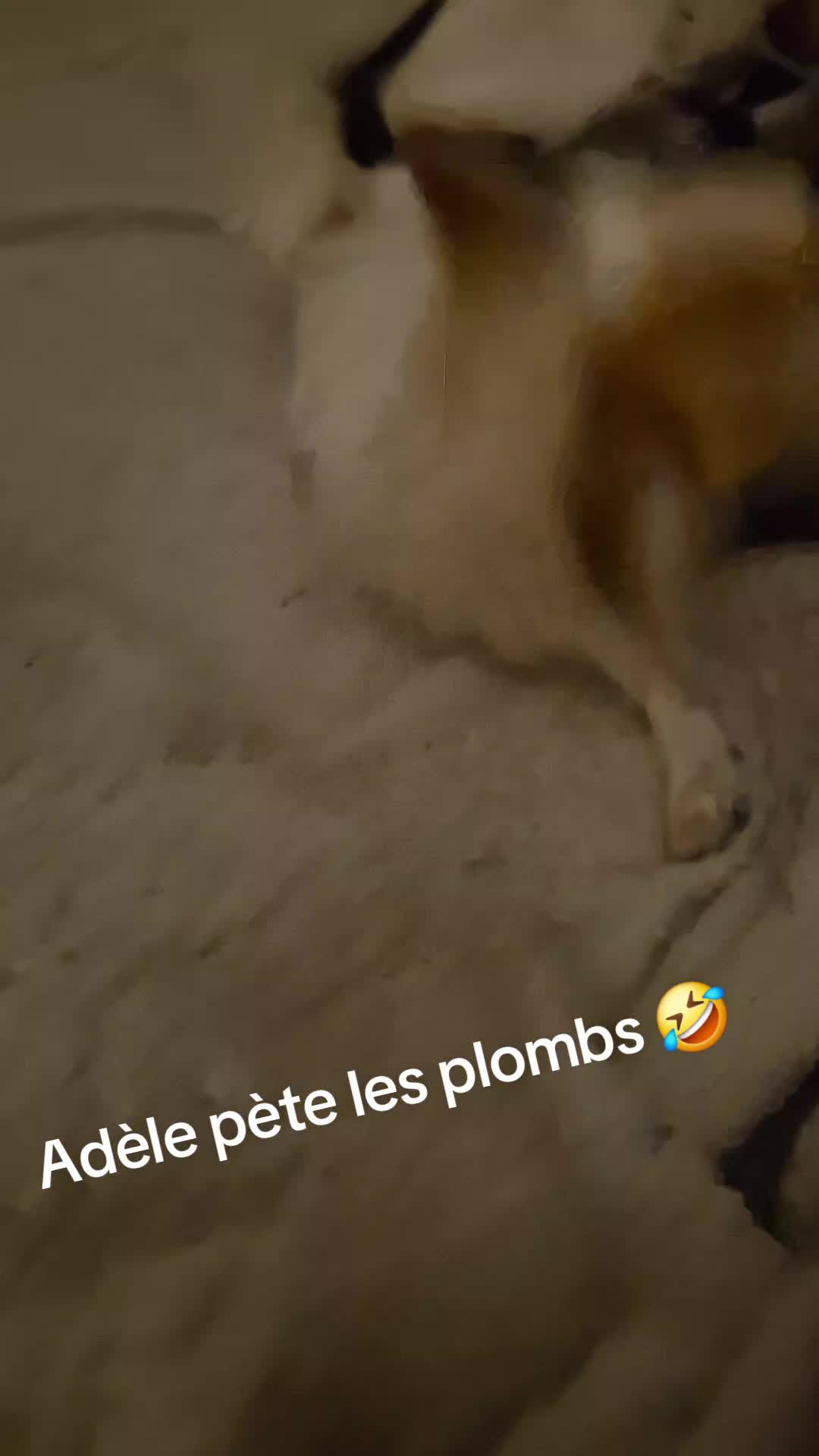 @La ohana des chihuahuas 🫶
