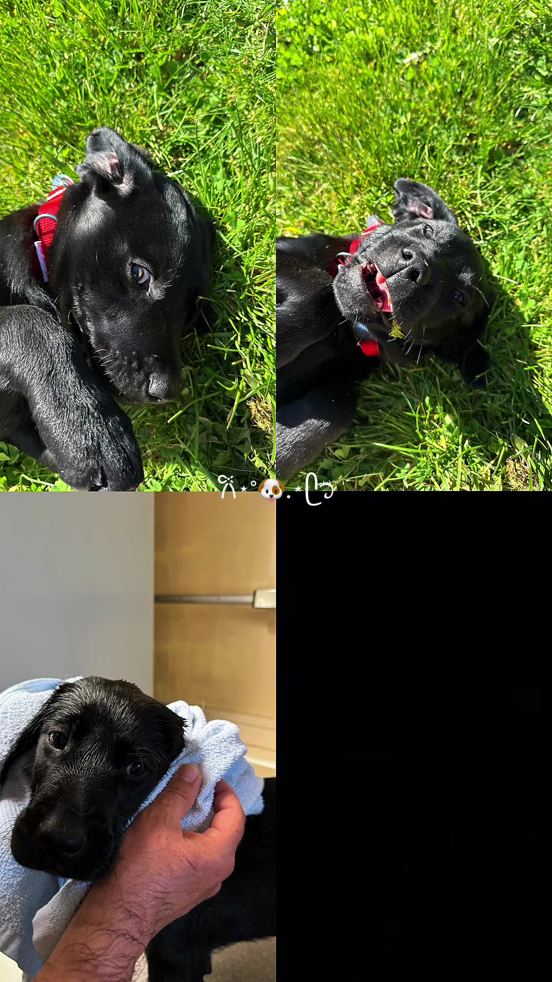 @Chiens Guides de l’Est