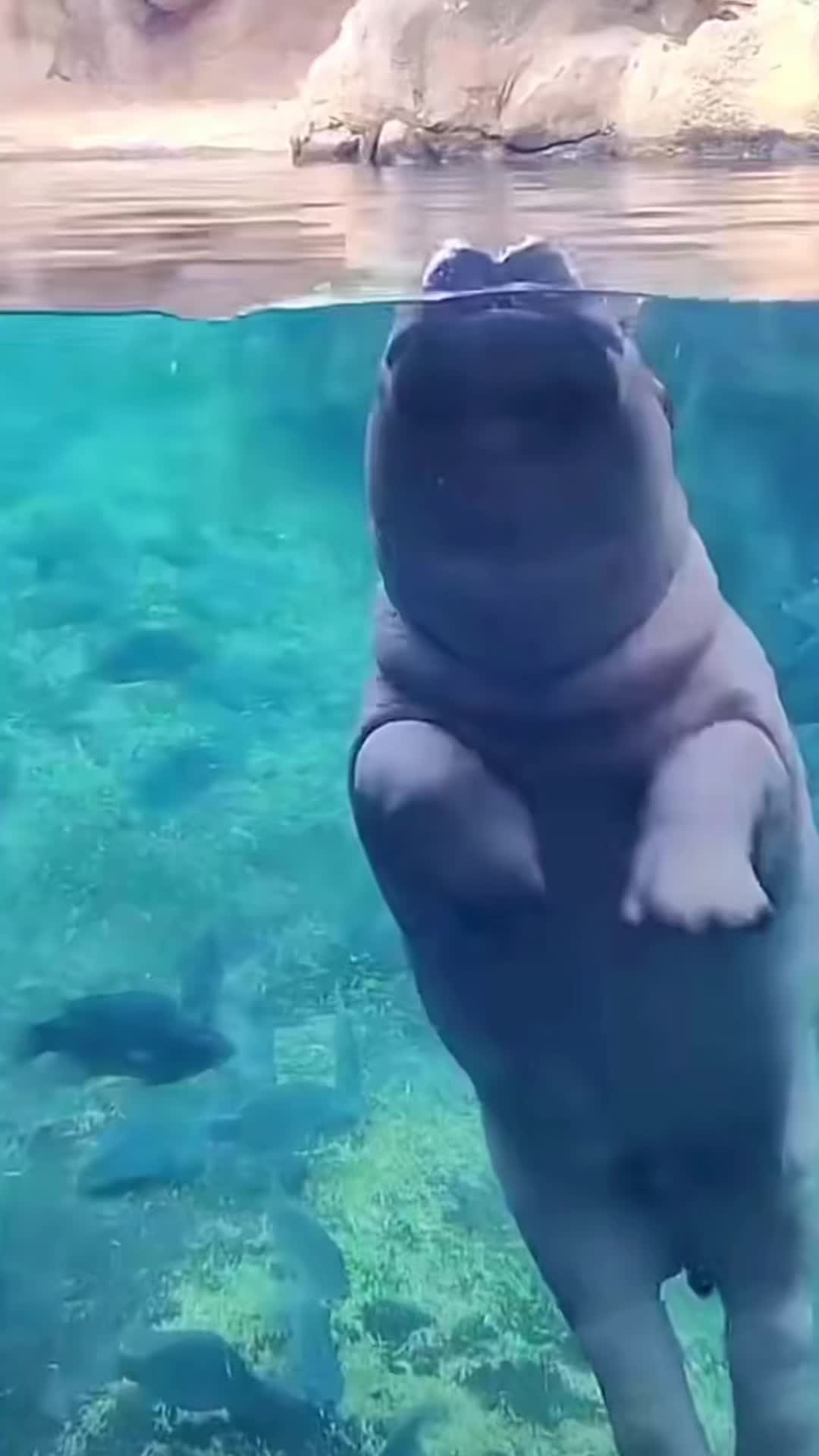 @babyhippoco