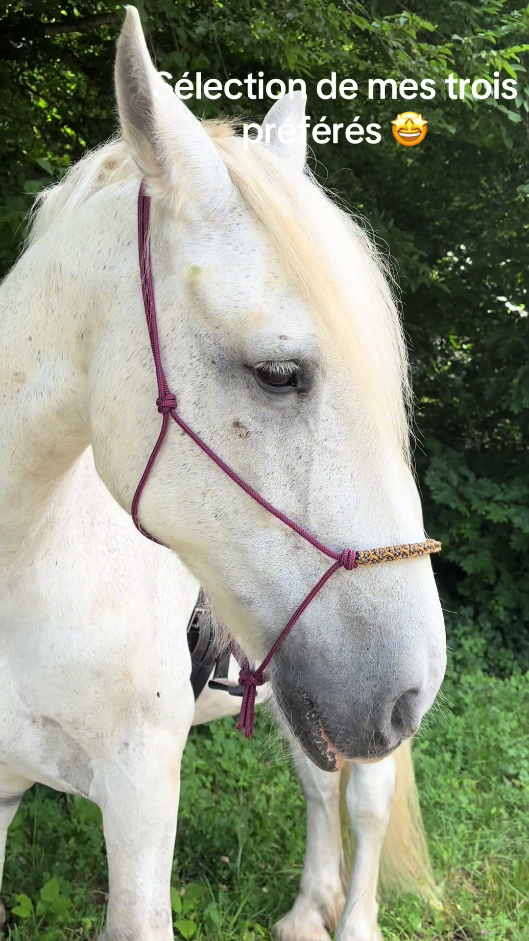 @Horse Heavenly