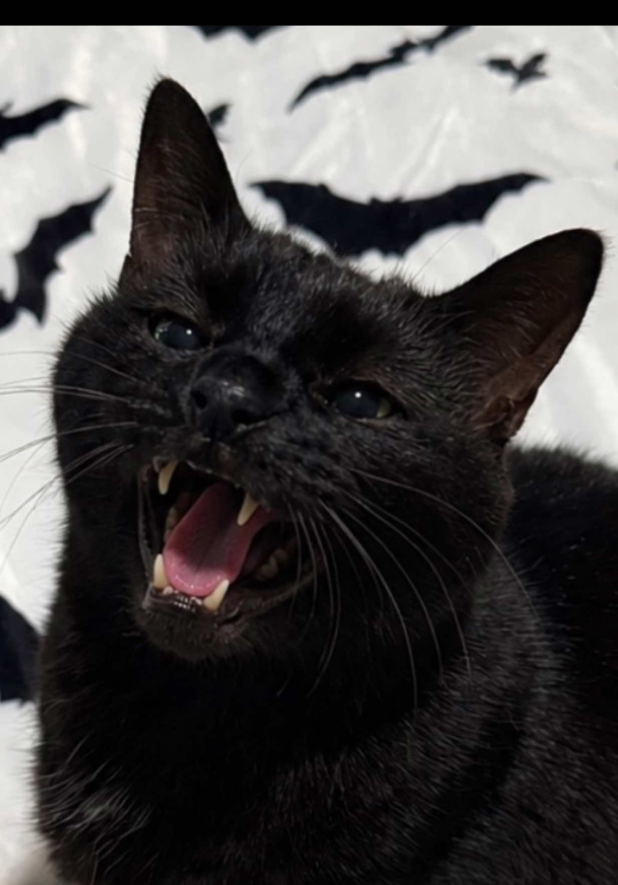 @Teefie_tribe 🐈⬛🐈⬛🐈🦷🦷