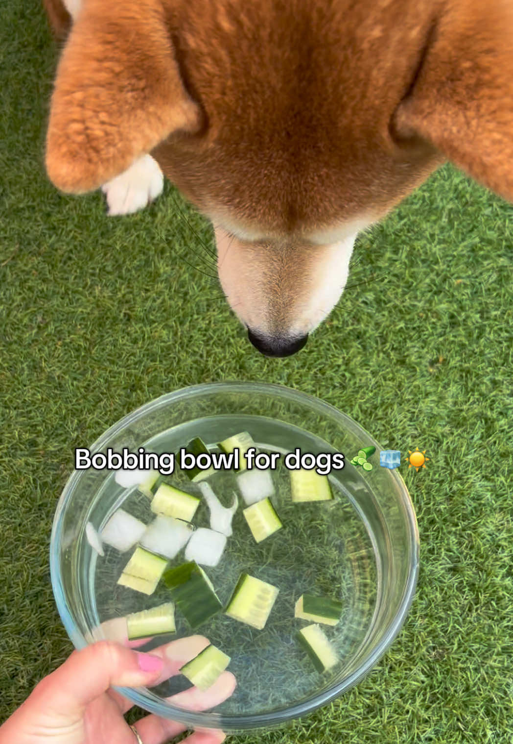 @Kenzo the Shiba