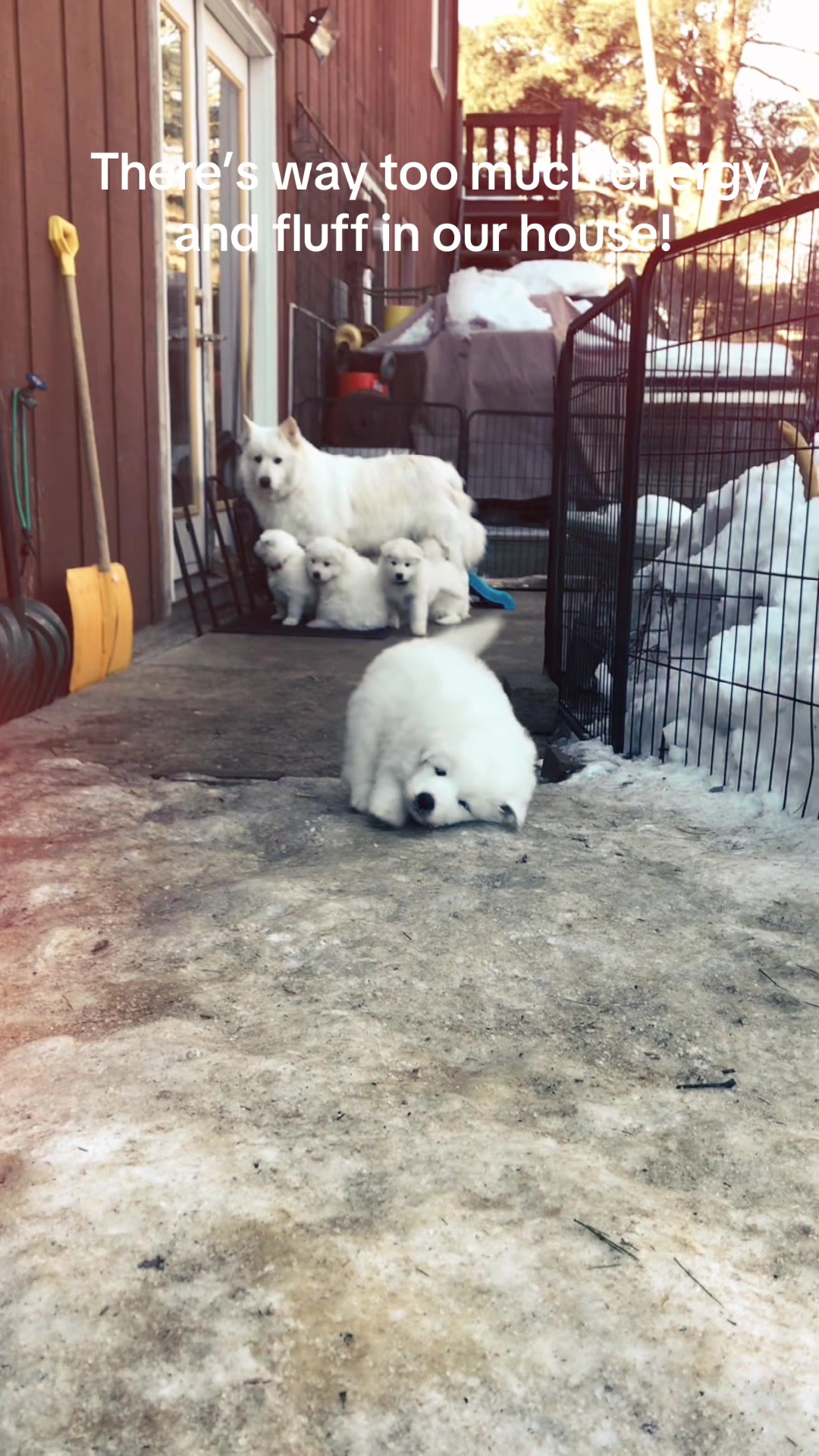 @TheStoner&rsquo;s_Samoyedsfamily