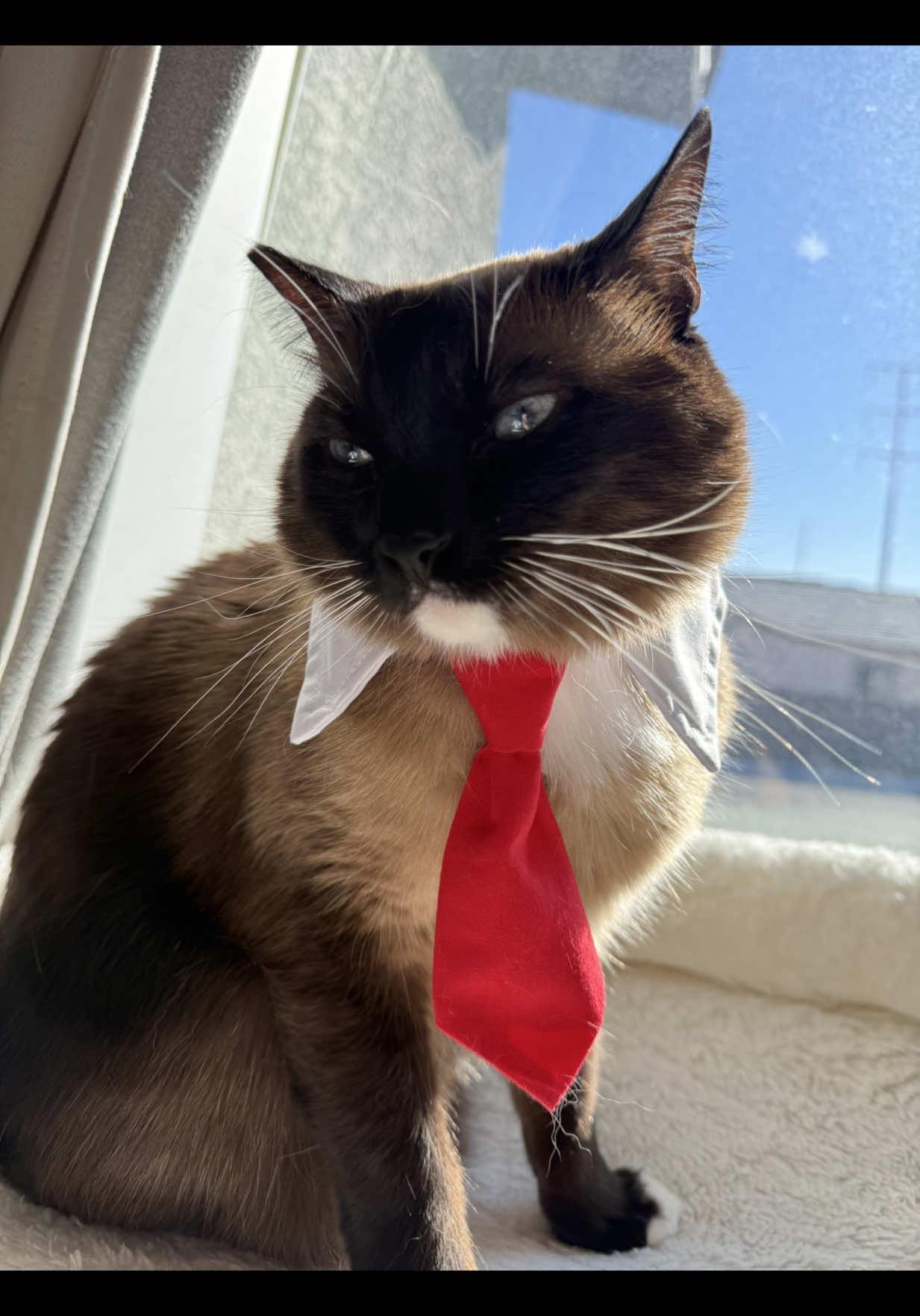 @SinCity_cats